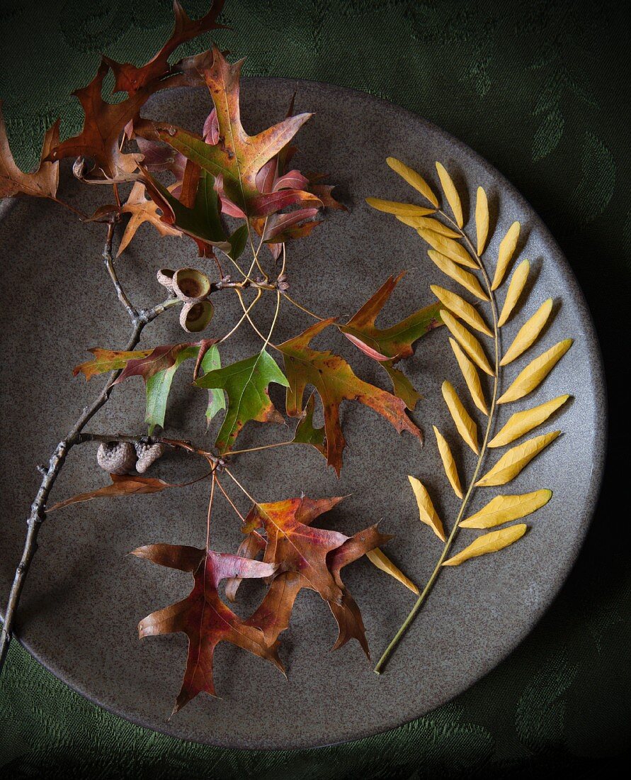 Autumn leaves and acorn cups on plate