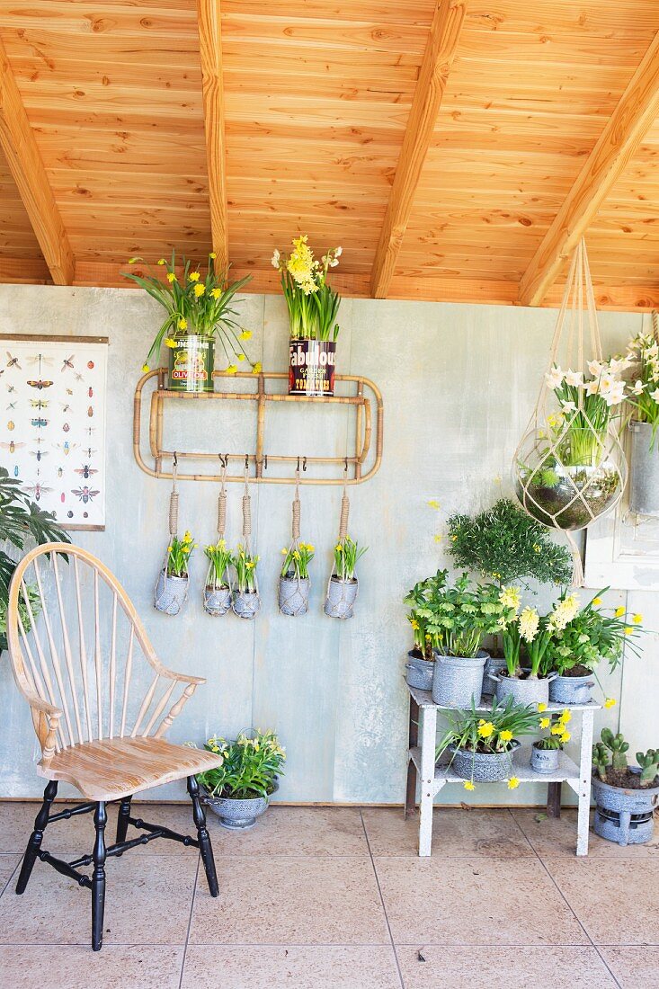 Frühlingsblumen in Blumenampeln und in Vintage Übertöpfen im Gartenhaus