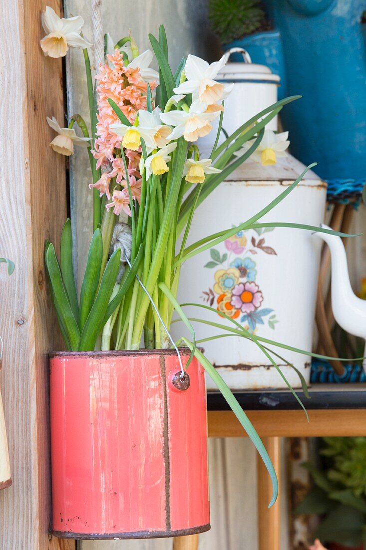 Narcissus and hyacinths in pink vintage can hung on wall