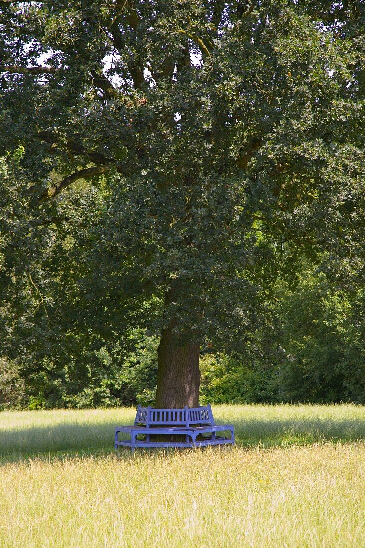 Blue semi-circular bench around trunk of tree in meadow