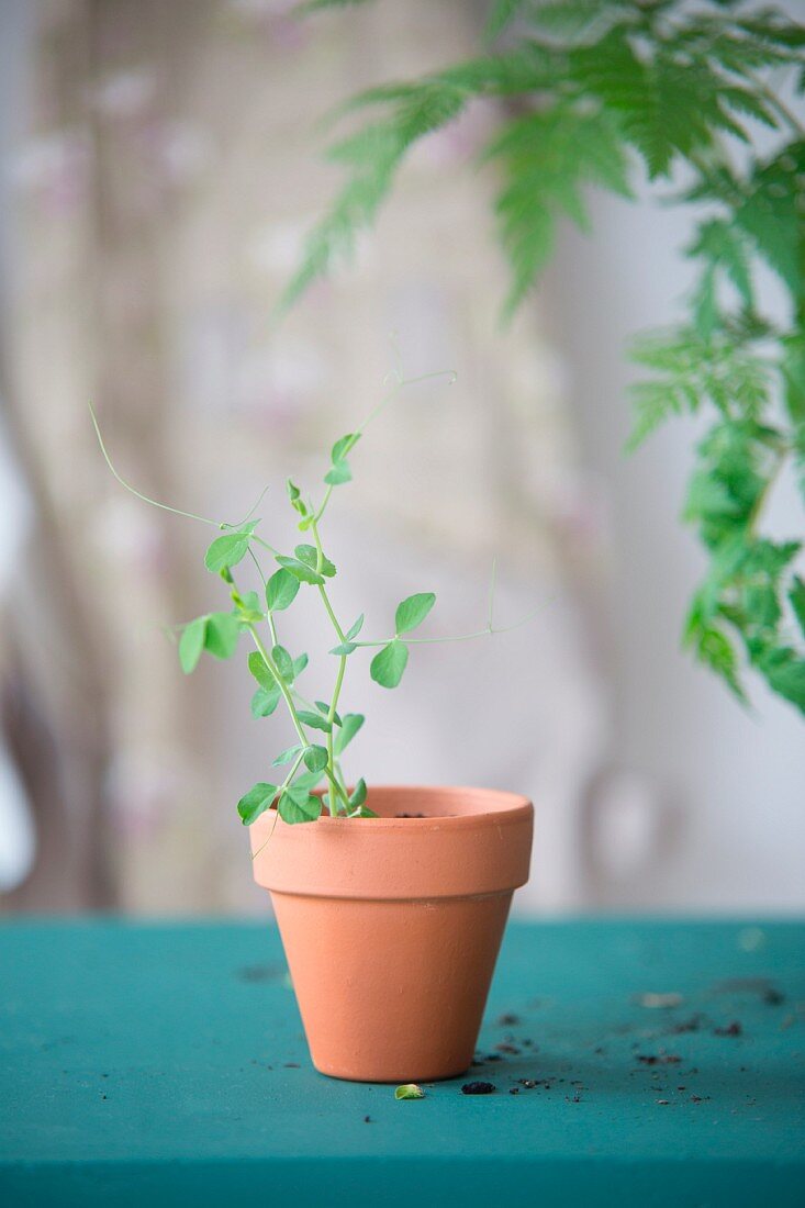 Delicate pea seedling in terracotta pot