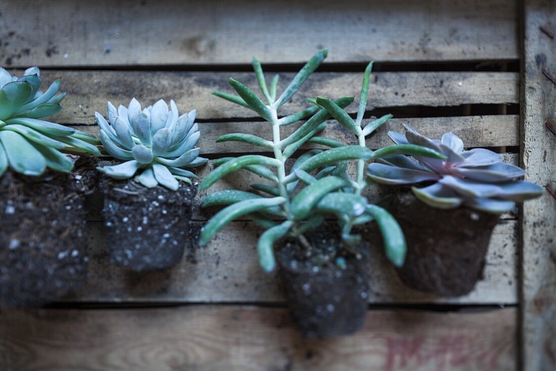 Various succulents with root balls on old wooden crate