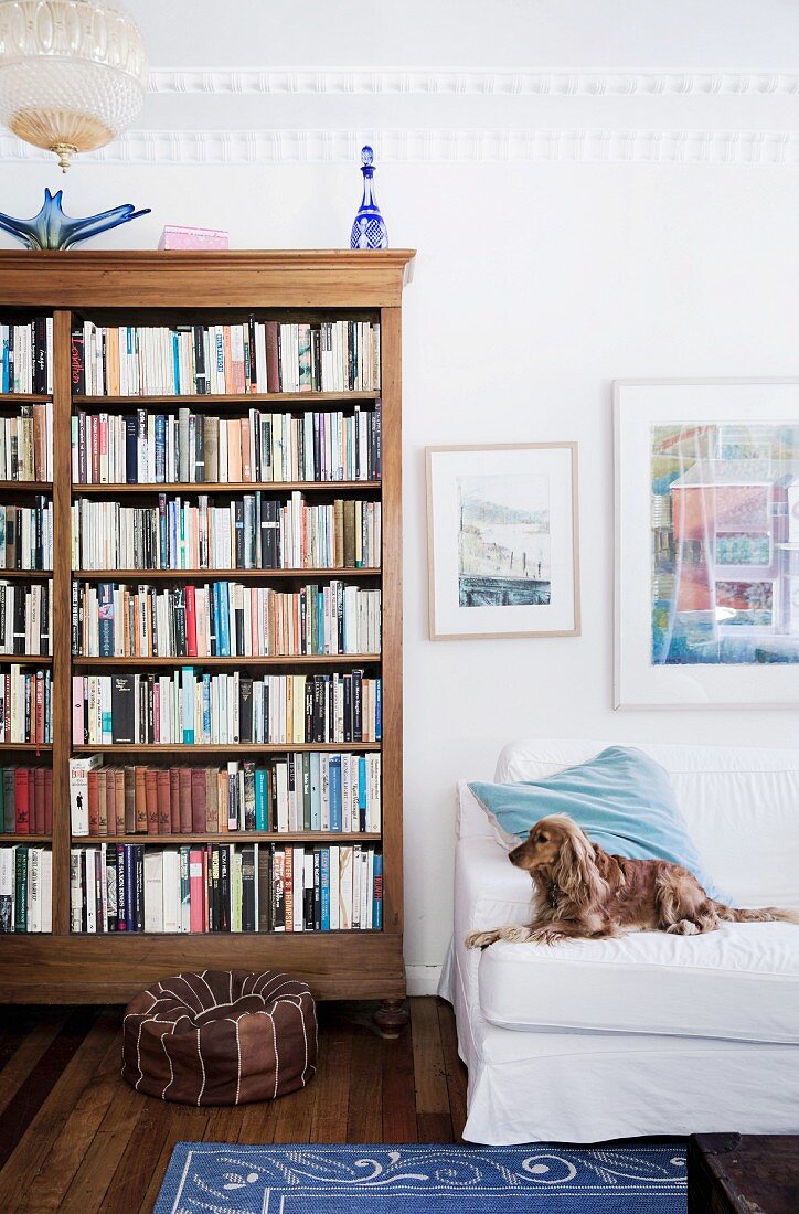 Hund liegt auf dem Sofa neben dem Bücherregal