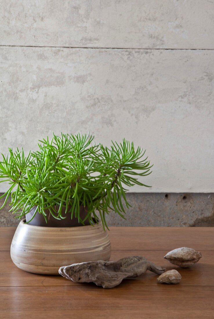 Zimmerpflanze in Übertopf, Steine und Strandgut-Holz auf Holztisch