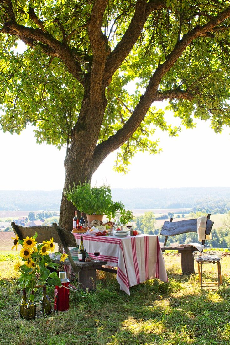 Table set for picnic and rustic wooden benches below apple tree