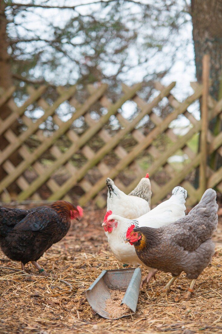 Verschiedene Hühner in Freilandhaltung vor Lattenzaun