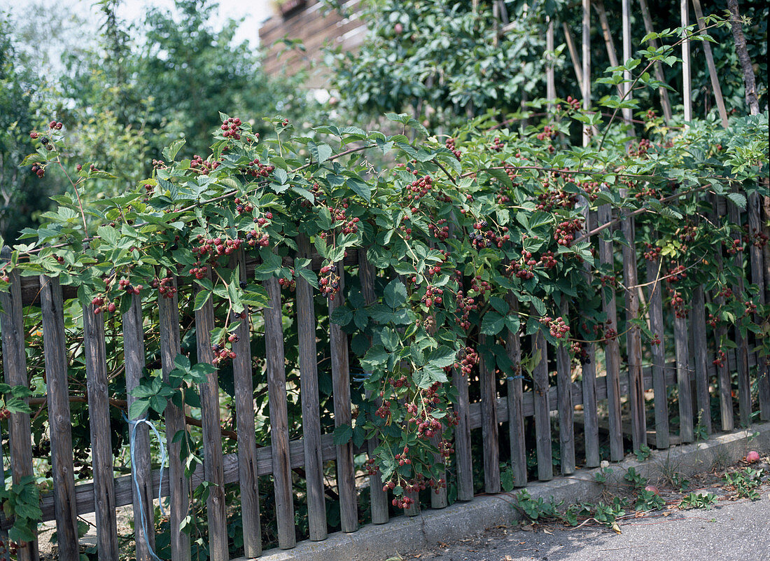 Blackberries on the fence