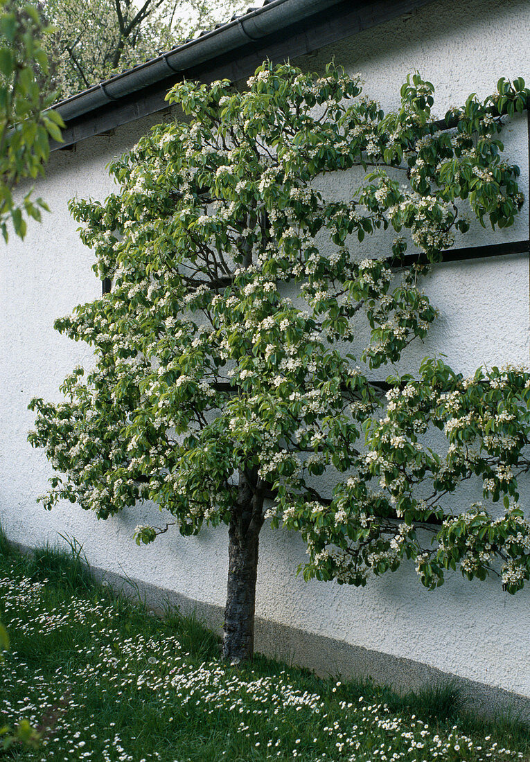 Blühender Birnbaum als Spalier