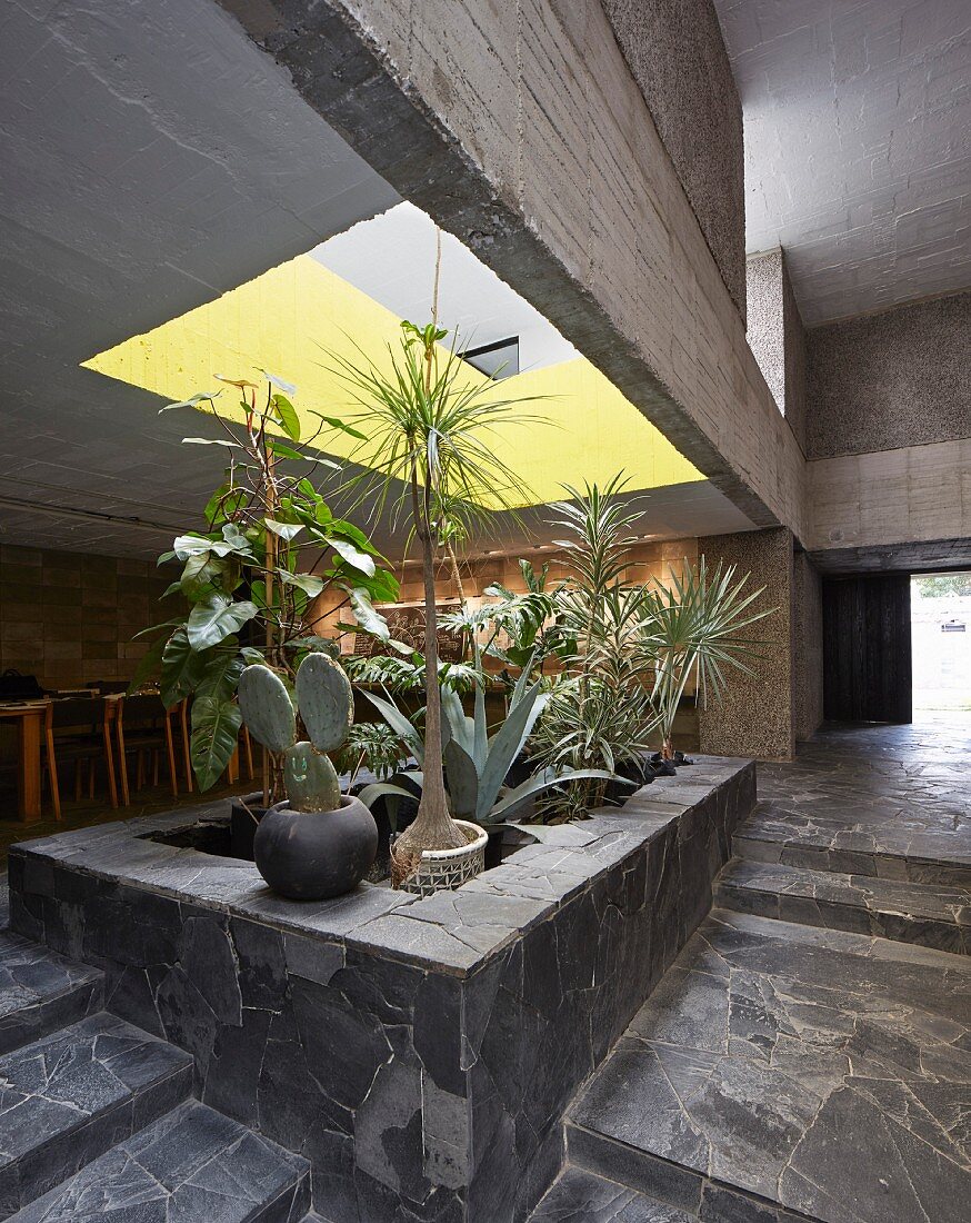 Bed of plants below light well with yellow interior in concrete house