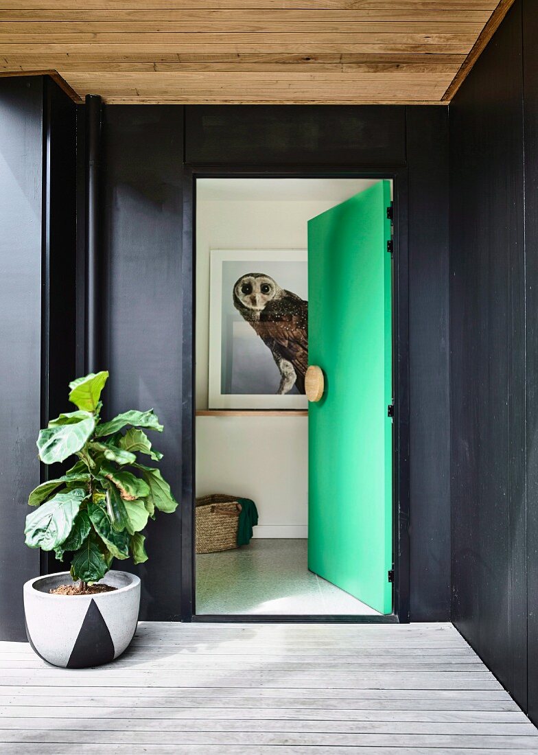 Green front door in black house wall, picture of an owl