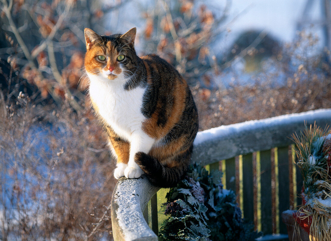 Katze im Winter auf einer Bank sitzend