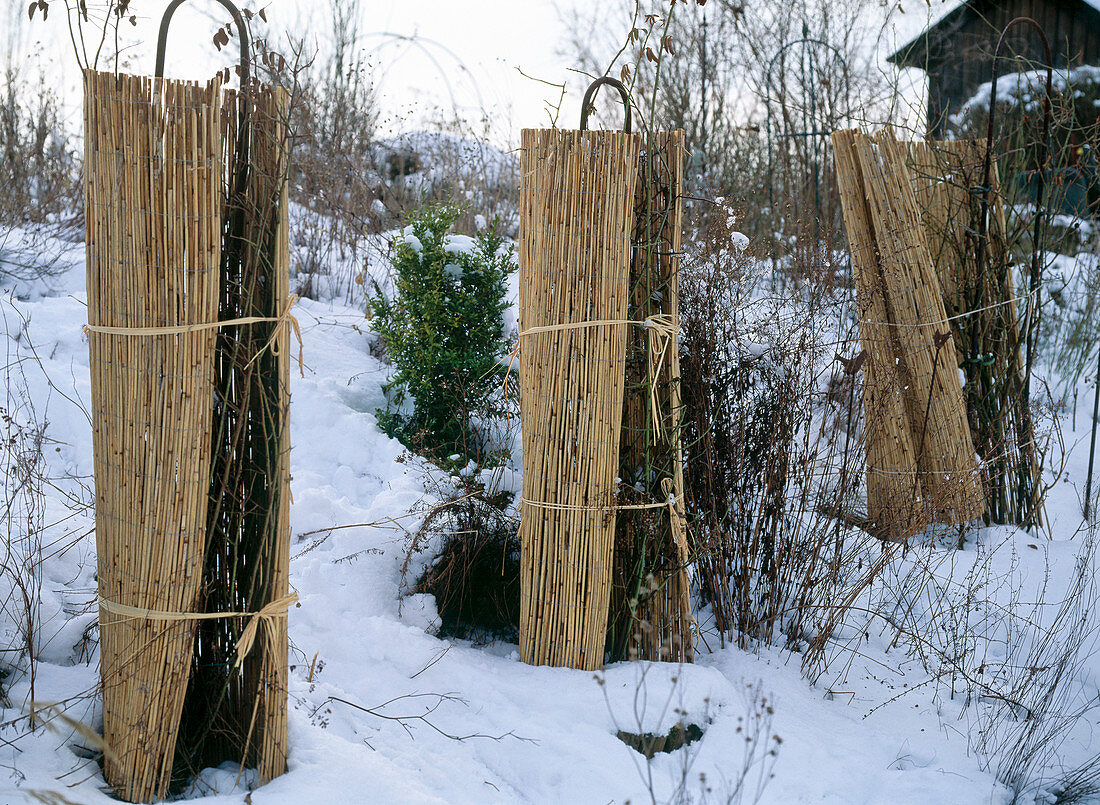 Protect roses in winter with straw mat from heavy frosts