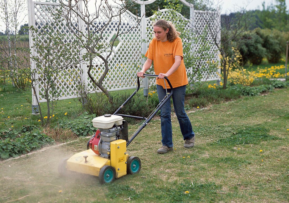 Scarify the lawn