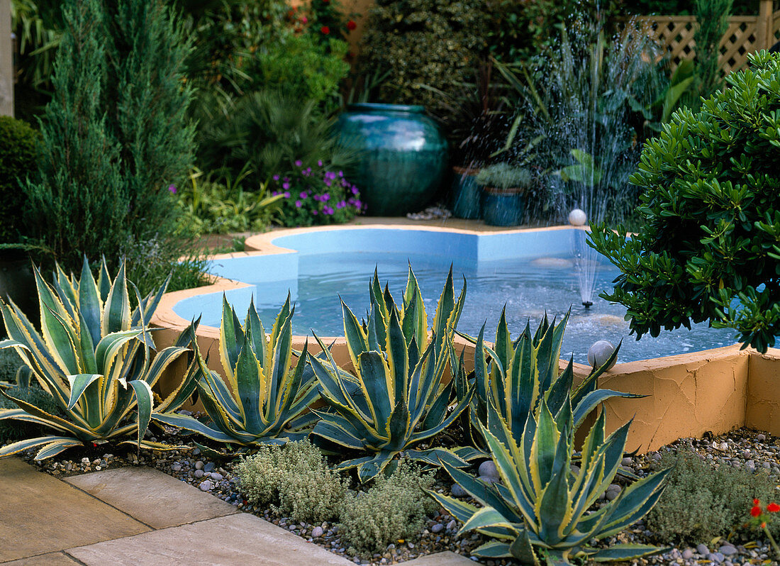 Architectural pond with fountain, agave, thyme