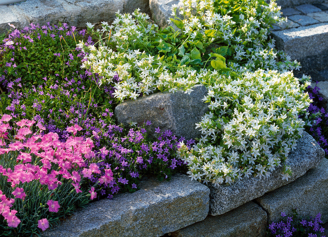 Steingarten mit Campanula portenschlagiana, Campanula