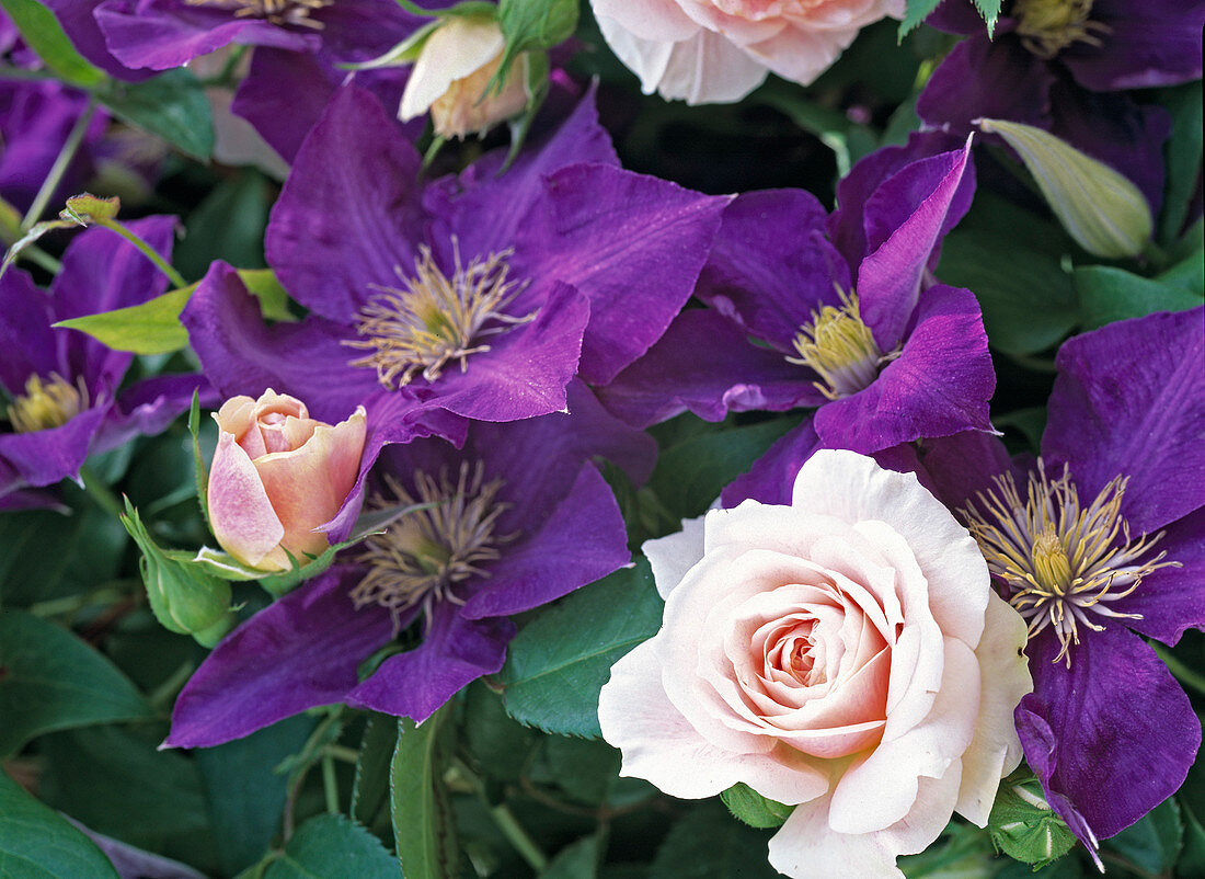 Clematis - Hybr. 'The President'