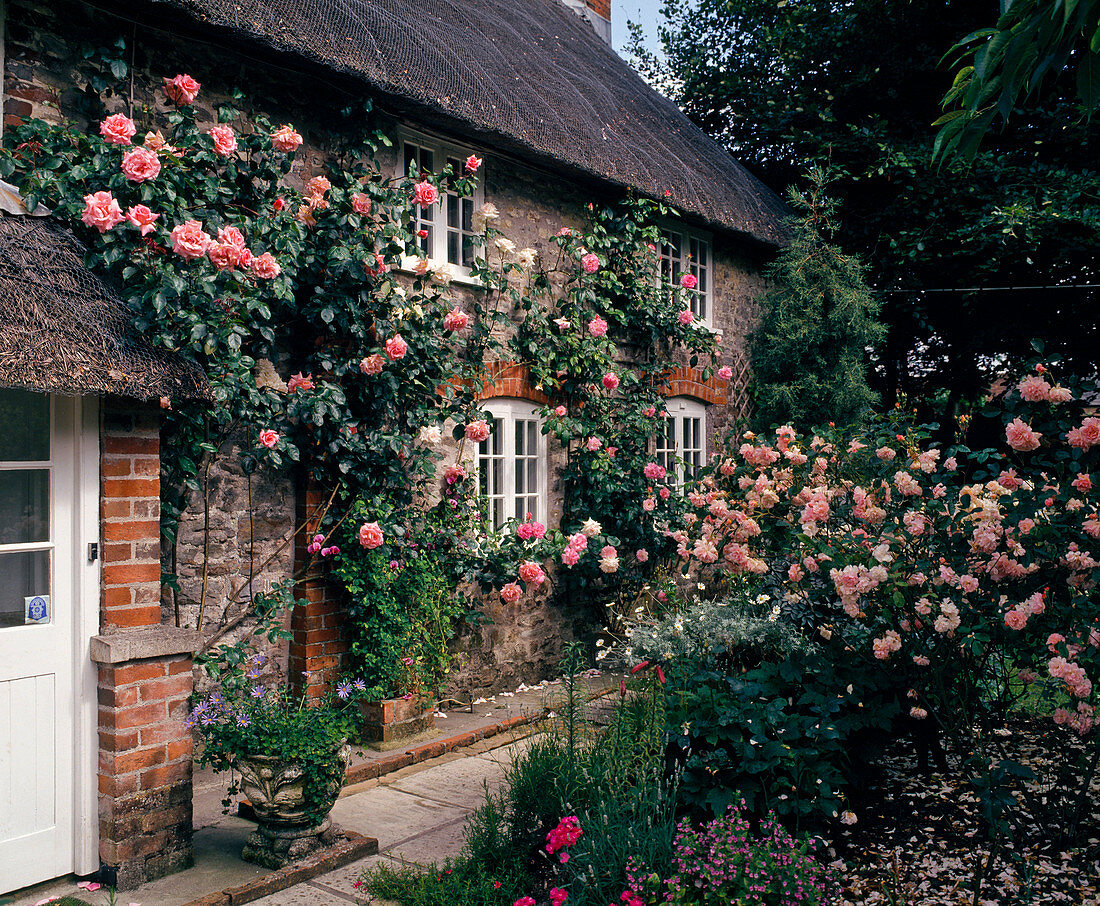 Shrub roses and climbing roses on the house entrance
