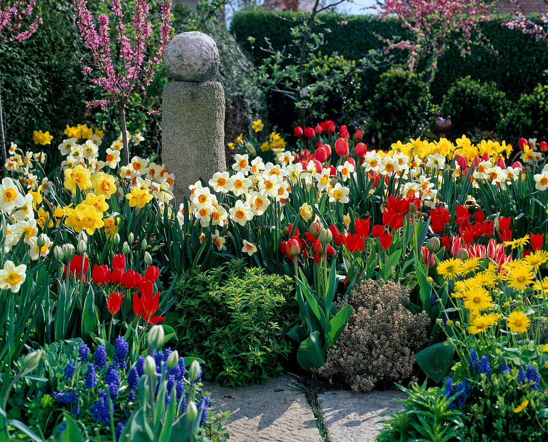 Frühlingsgarten mit NARCISSUS 'FLOWER Record',