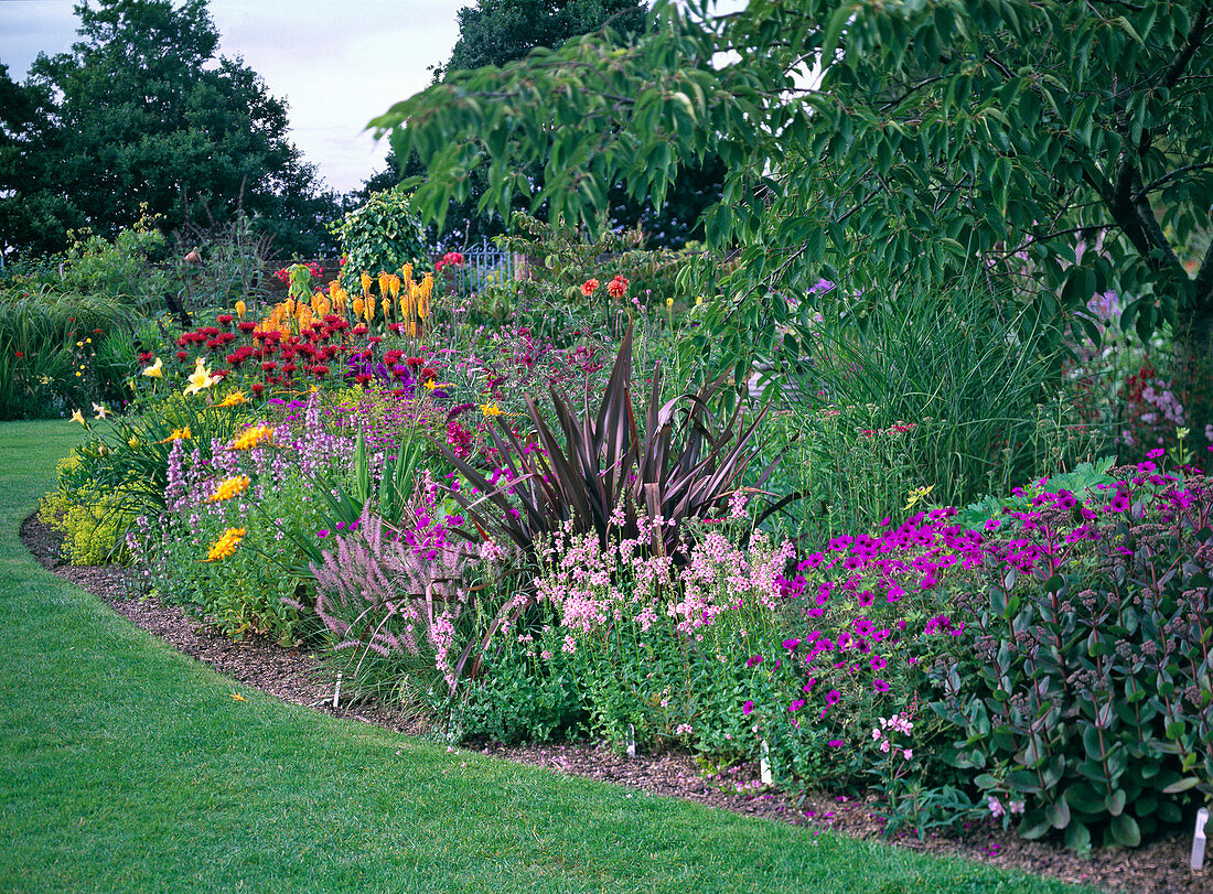 Perennial flowerbed, geranium, diascia