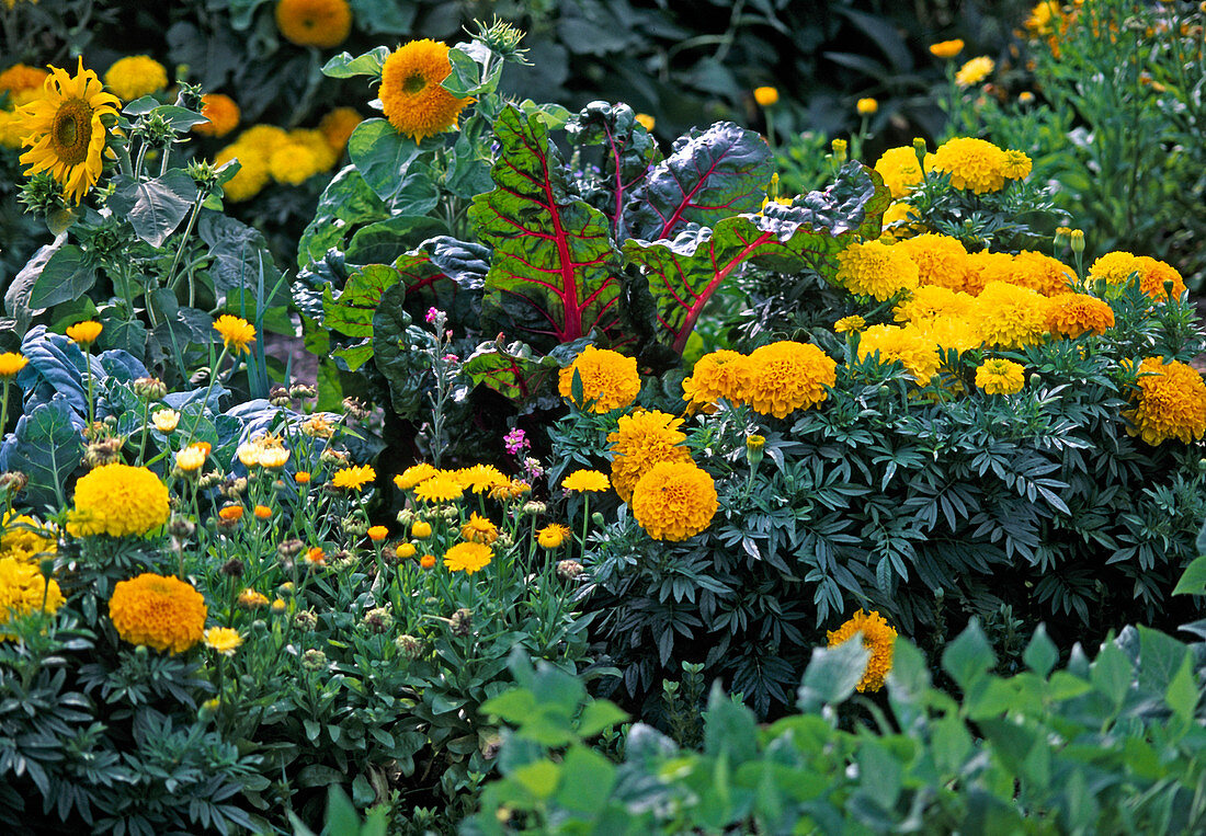 Mangold, Tagetes erecta (Studetenblume)
