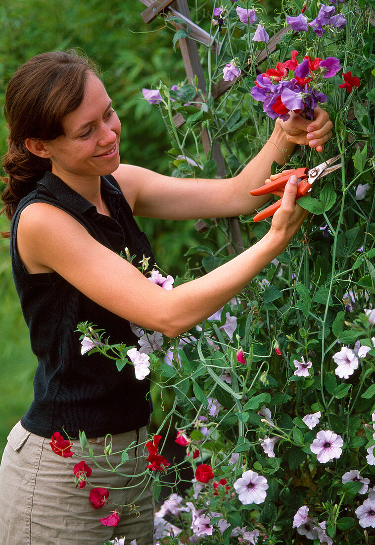 Cutting off Sweetpea, so that more and more flowers are formed