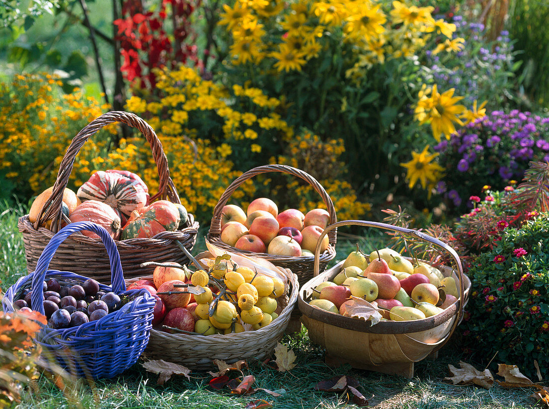 Baskets of apples, pears, plums, ornamental quinces, ornamental gourds