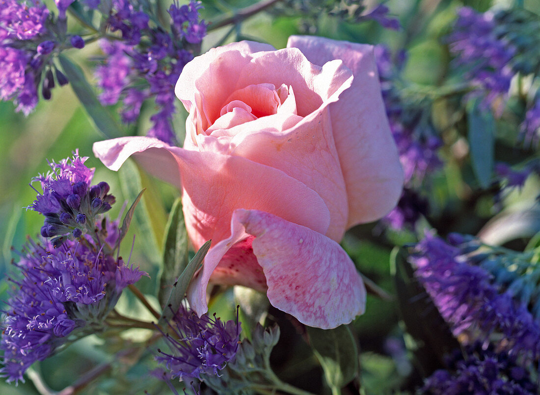 Rosa 'Tendresse' / Edelrose, Caryopteris x clandonensis