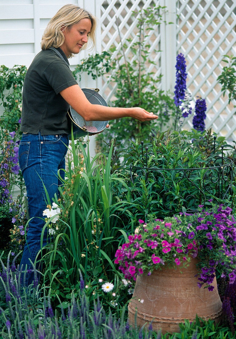 Fertilize perennial flowerbed with permanent fertilizer