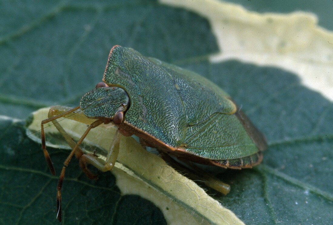 Leaf bug