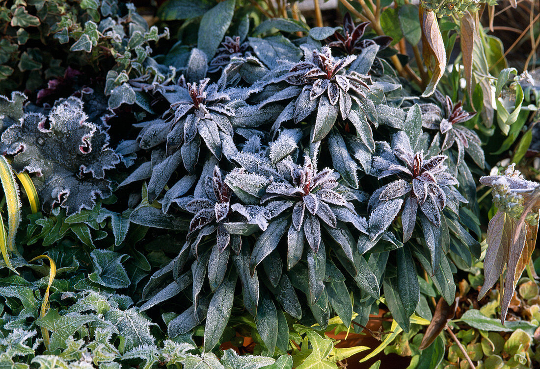 Euphorbia amygdaloides 'Efanthia' im Rauhreif