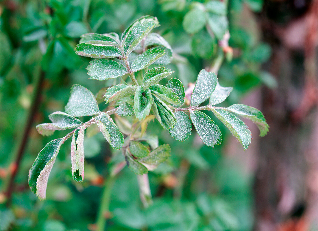 Echter Mehltau an Rosa / Rose