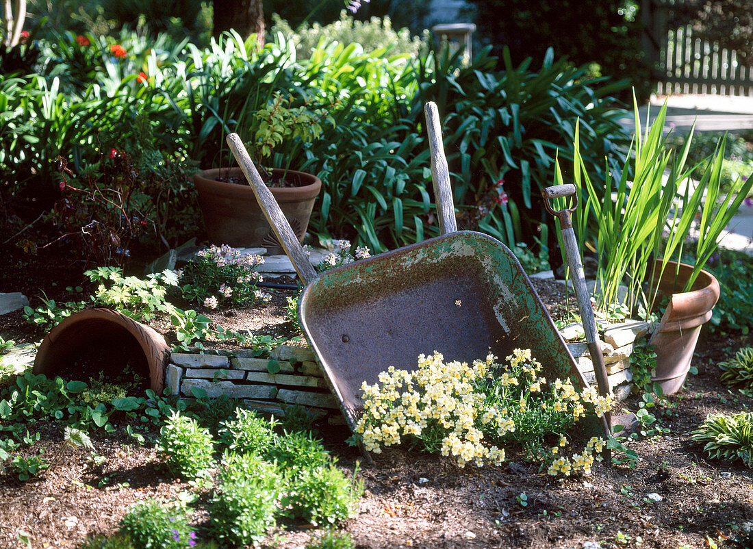 Old wheelbarrow and spade as art piece with Nemesia 'Pineapple'