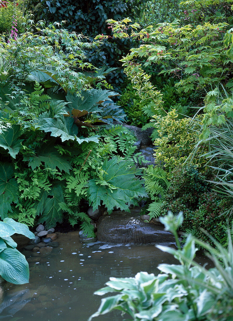 Creek over natural stones, Rheum (ornamental rhubarb), Osmunda