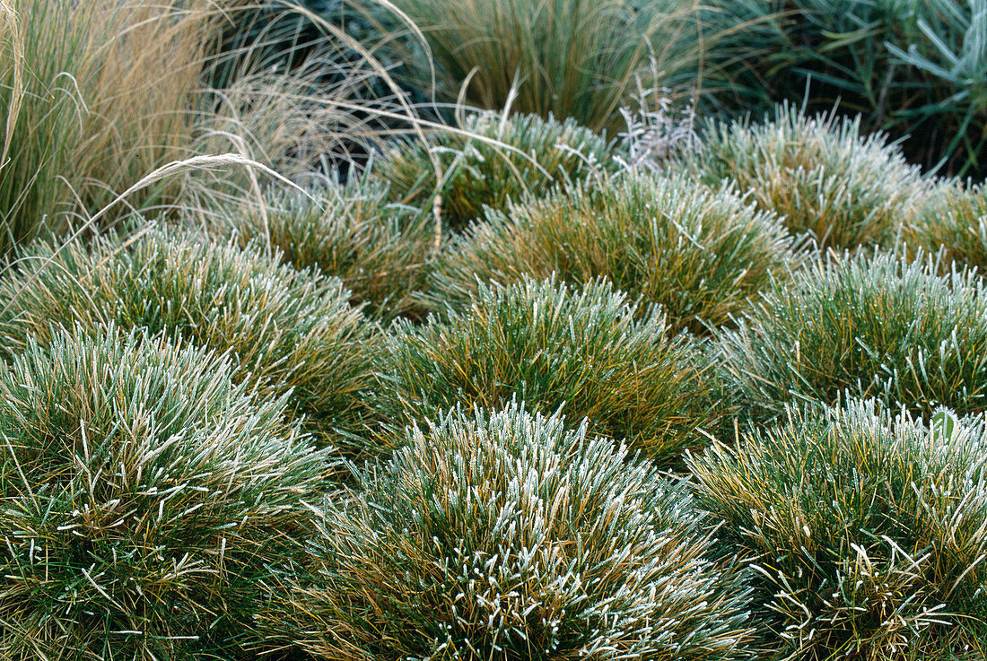 Festuca scoparia / Bärenfellgras im Rauhreif