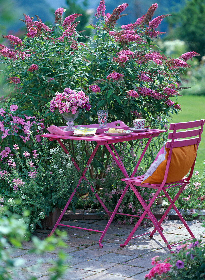 Buddleja 'Pink Delight' / Schmetterlingsflieder