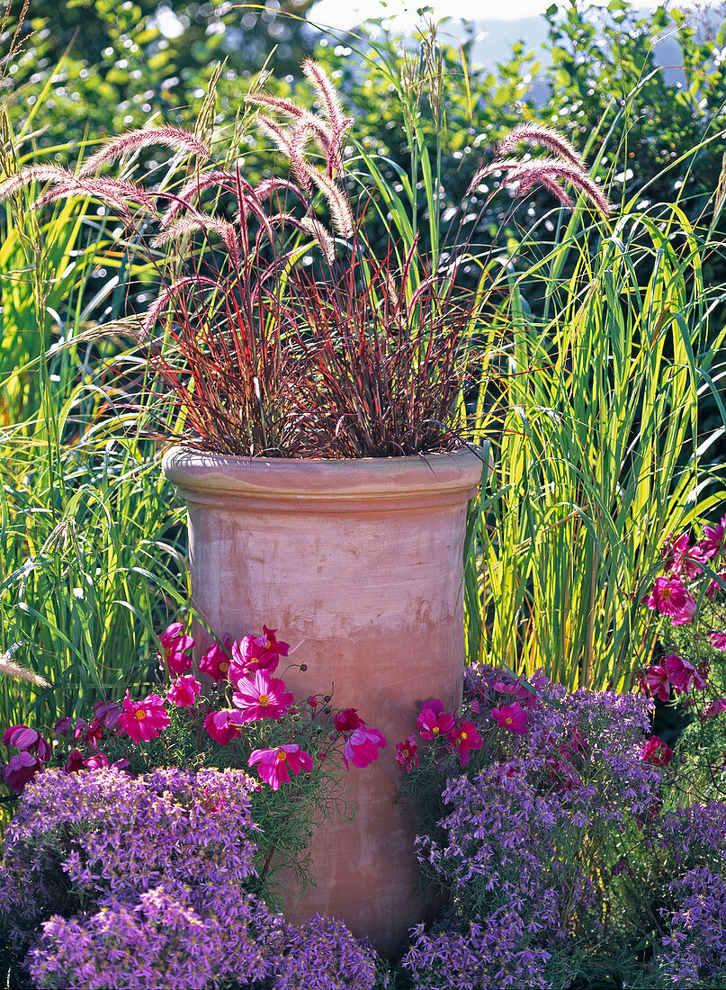 Pennisetum 'Rubrum' / Federborstengras