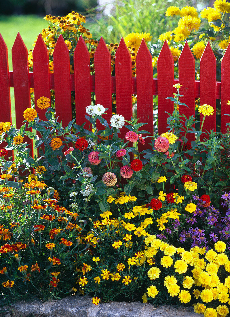 Roter Zaun, Zinnia elegans / Zinnien