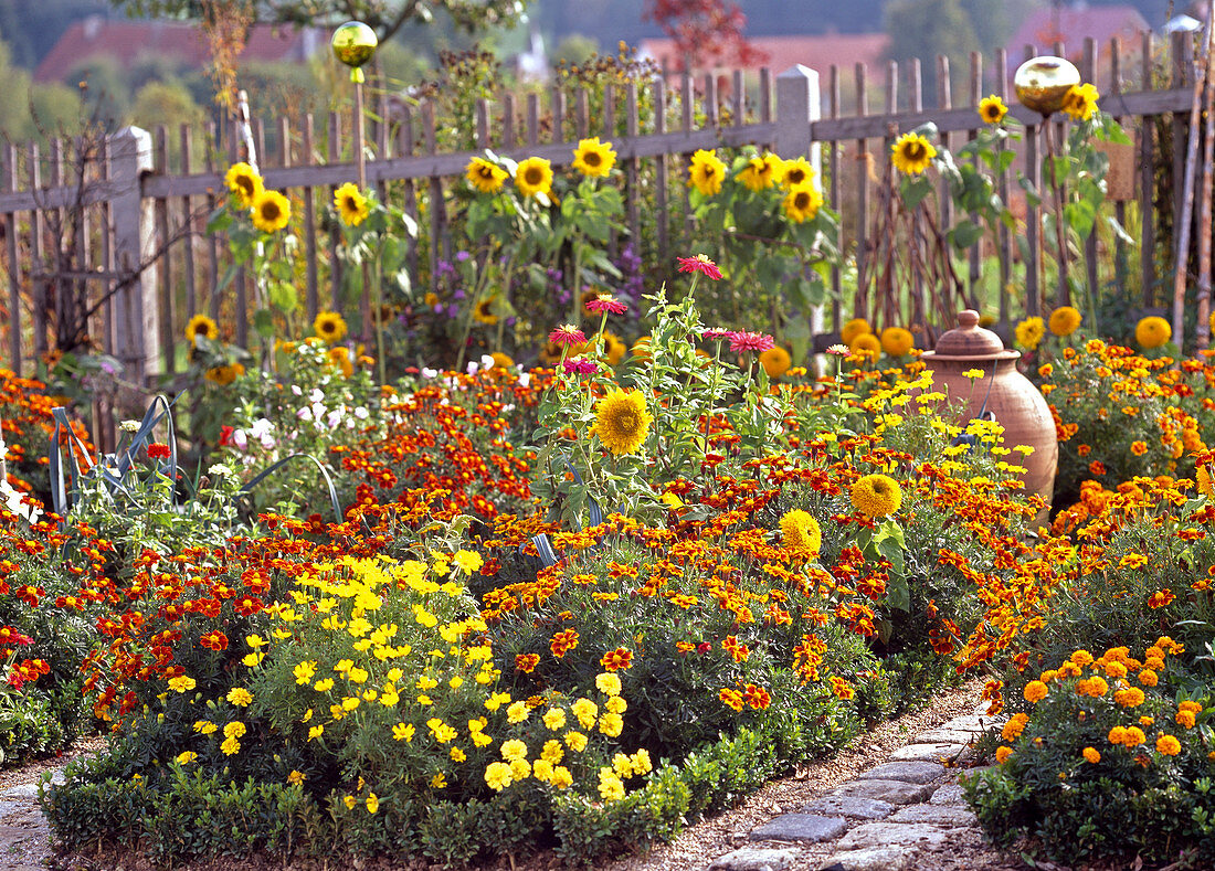 Tagetes, Buxus, Sunflowers and Zinnias in the Farm Garden