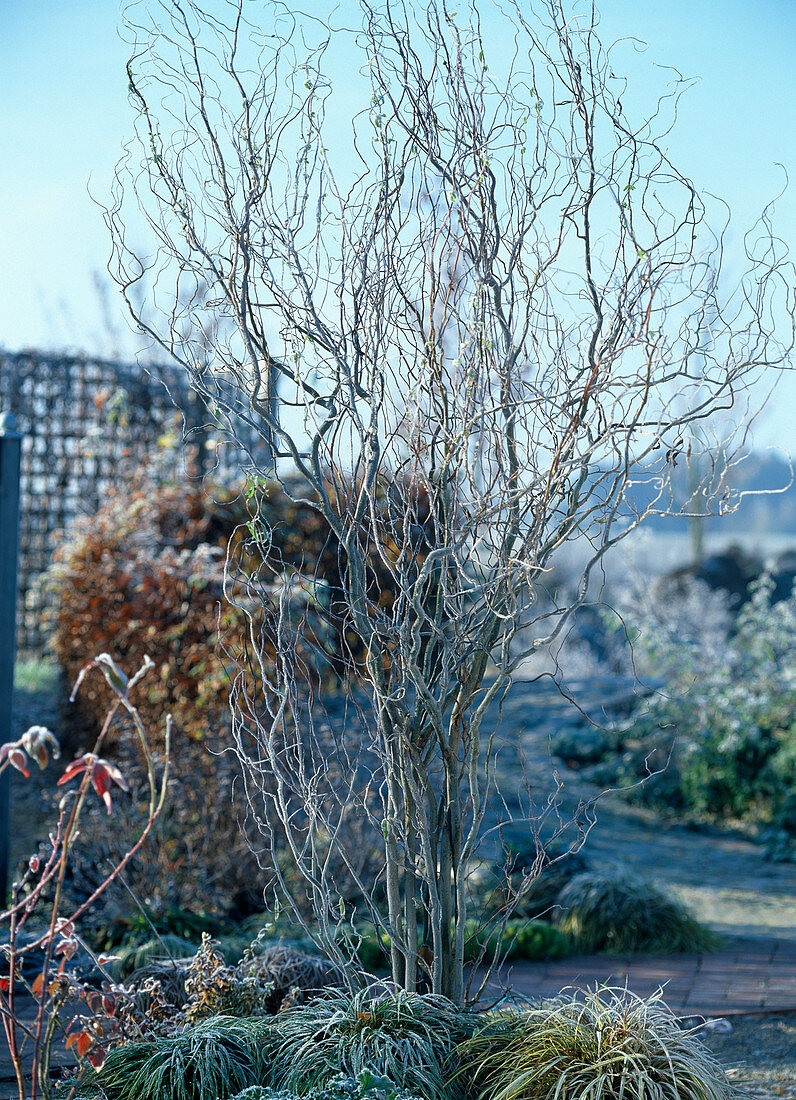 Salix tortuosa (corkscrew willow)