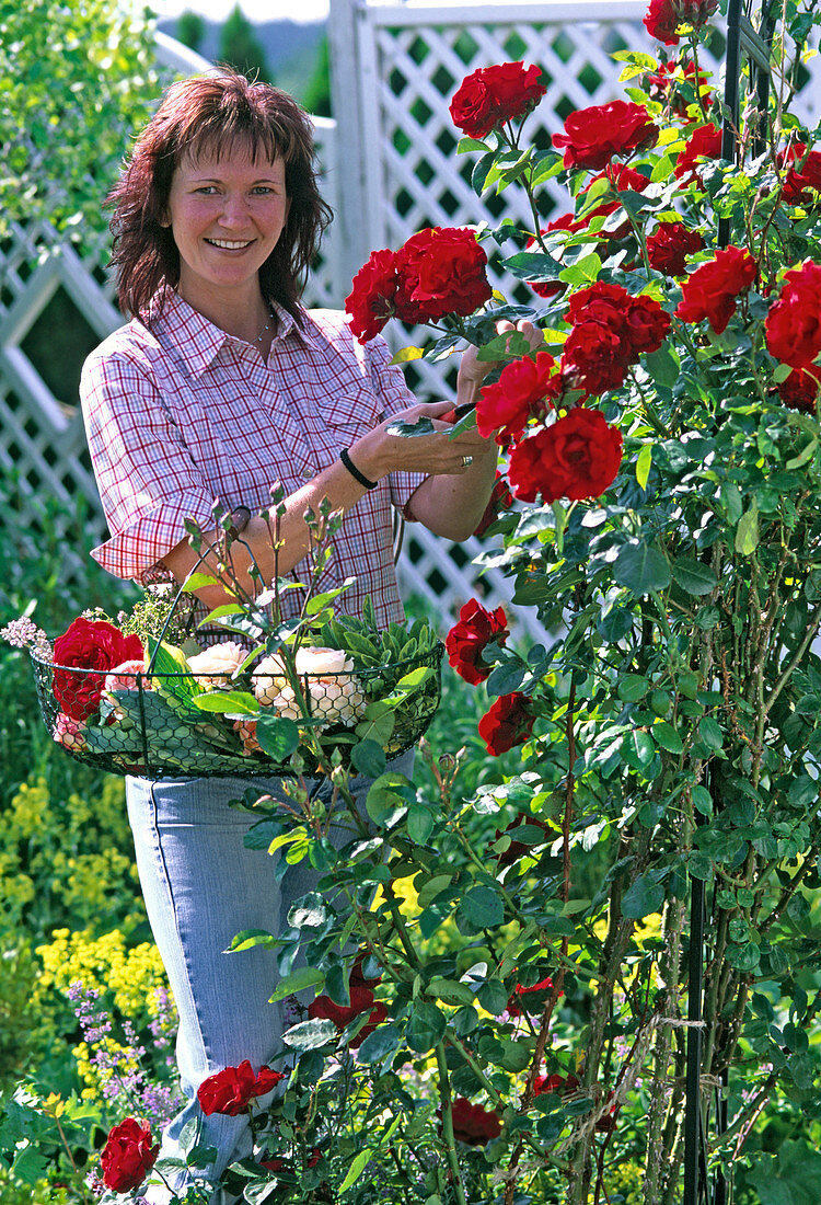 Young woman cutting roses, Rosa 'Santana' (climbing rose)