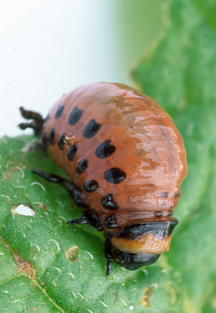 Leptinotarsa decemliniata (Colorado beetle) larvae