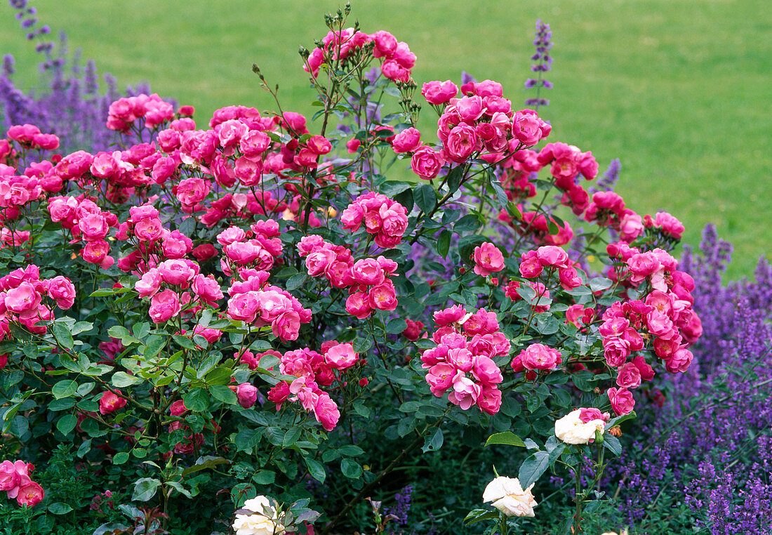 Rosa 'Angela' (shrub rose), often flowering