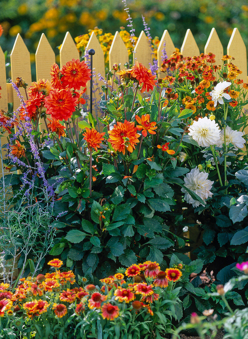 Dahlia / Dahlien, Helenium / Sonnenbraut