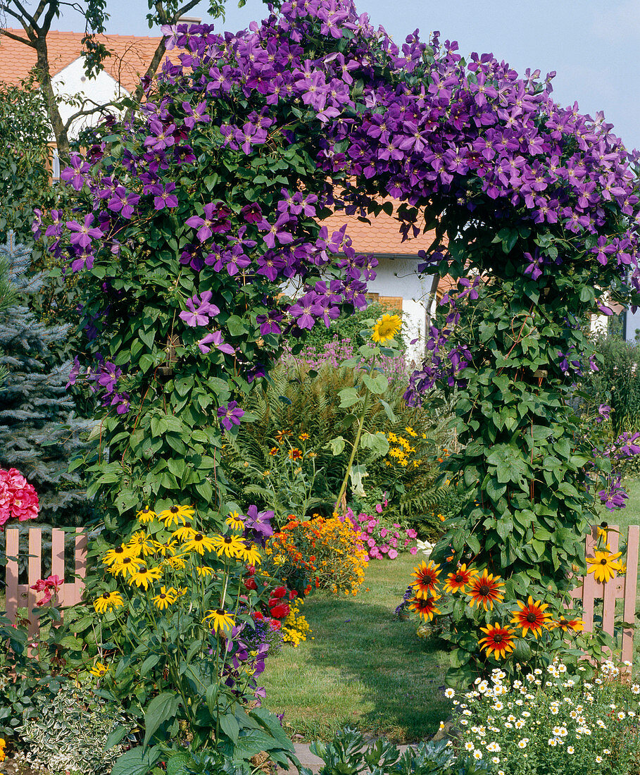 Garden entrance with clematis at the bow