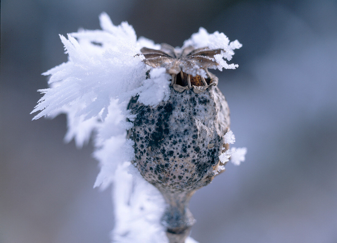 Papver (poppy) capsule with hoarfrost