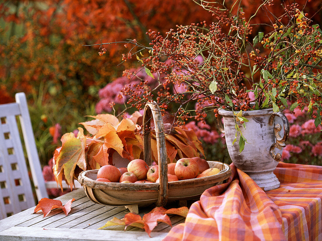 Herbststill mit Malus / Äpfeln im Korb, Blätter vom Wilden Wein / Parthenocissus