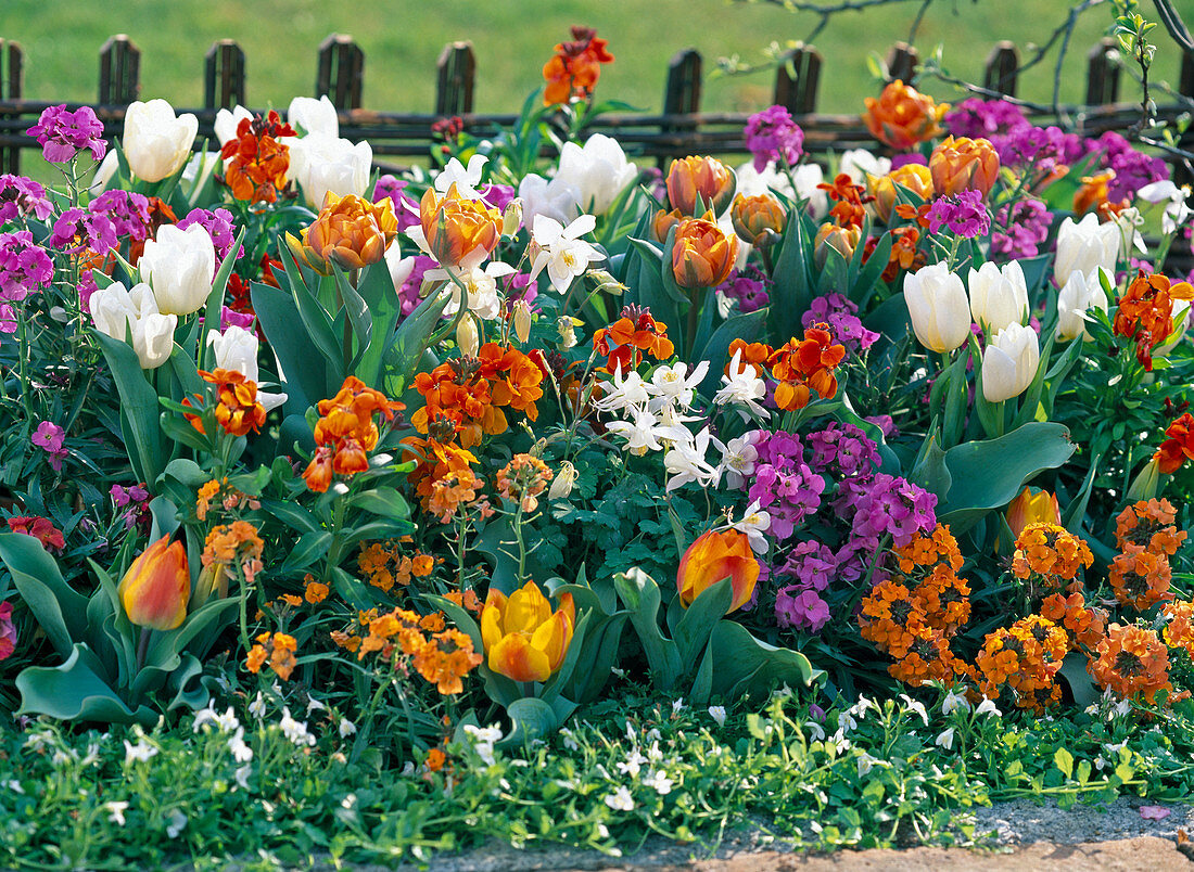 Tulipa (weiße und orange Tulpen)