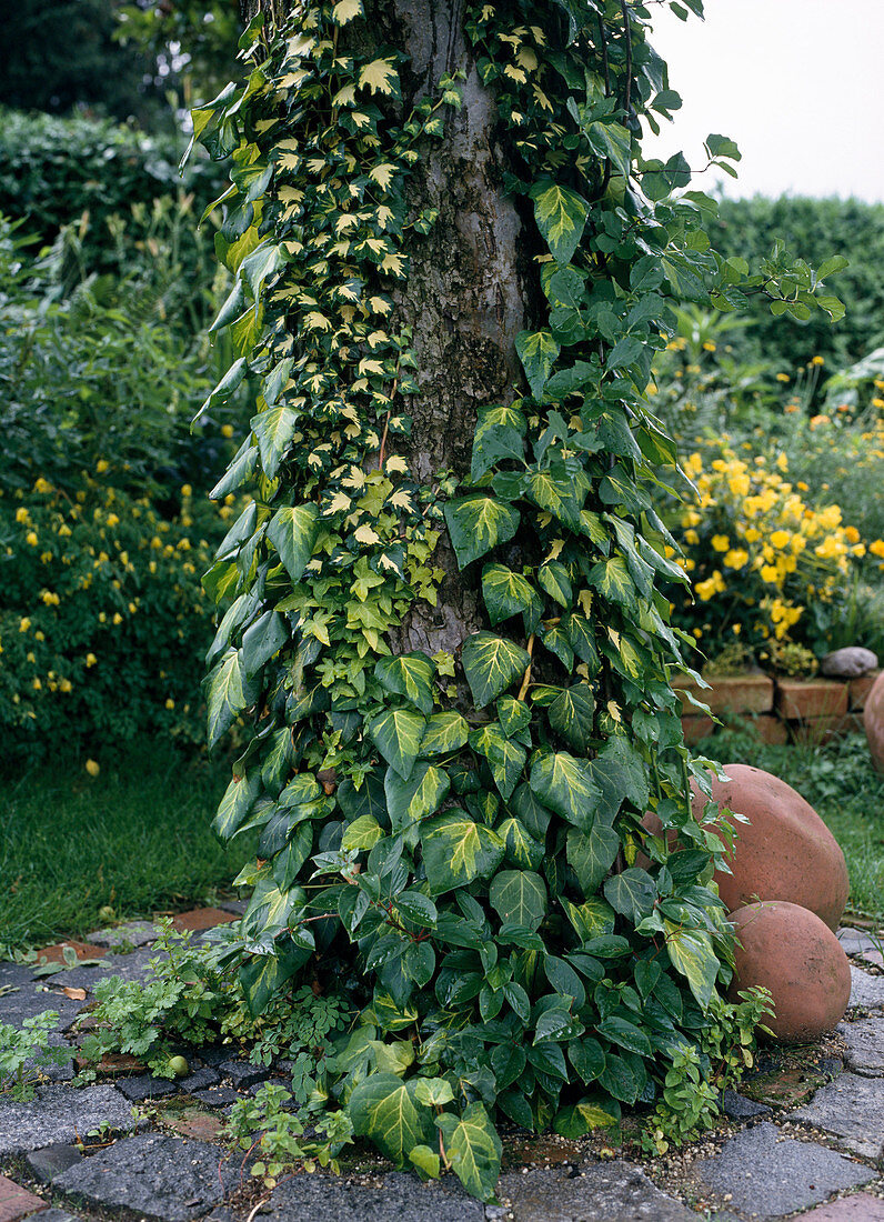 Diverse HEDERA-HELIX-Hybriden