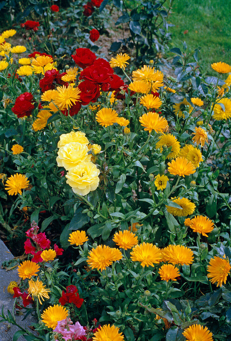 Marigold with roses