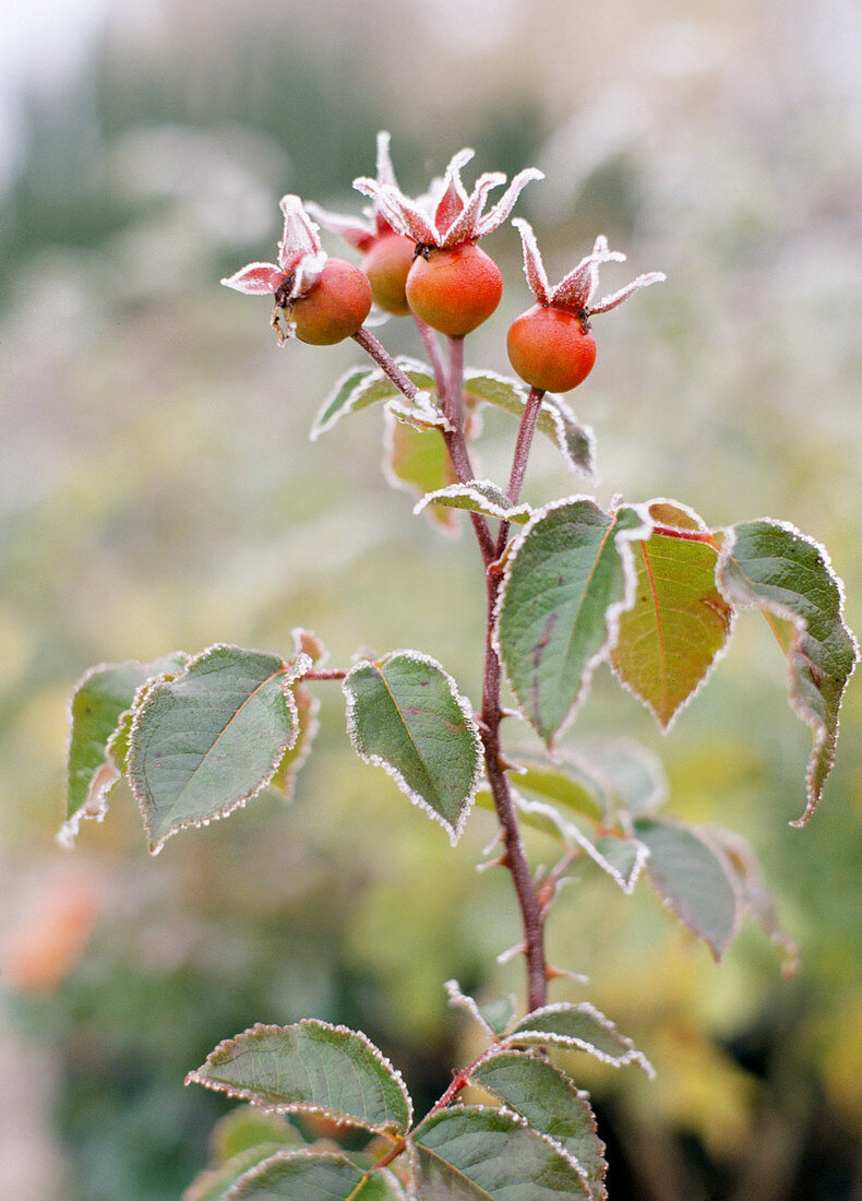 Rose 'Dornröschen'